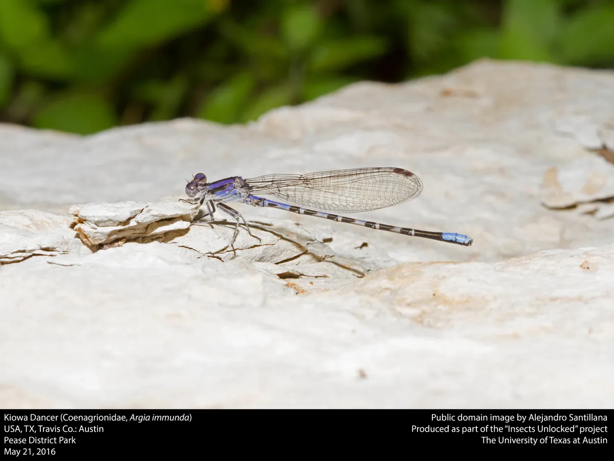 Argia immunda