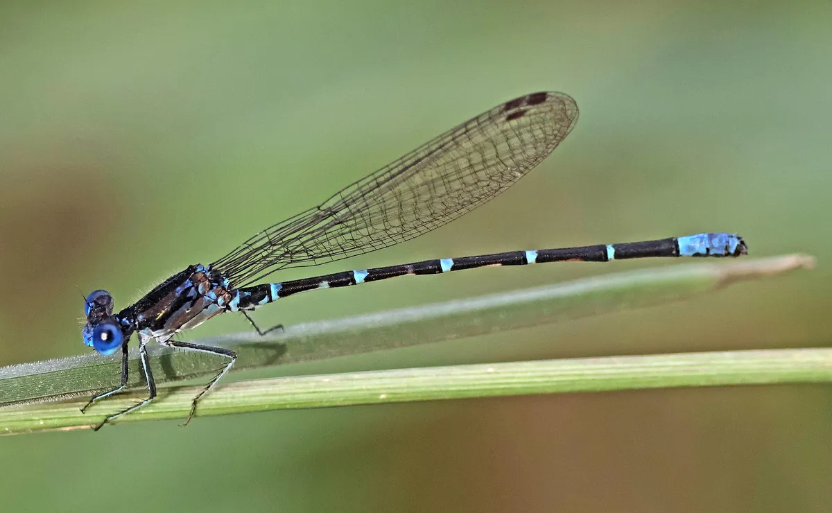 Argia sedula
