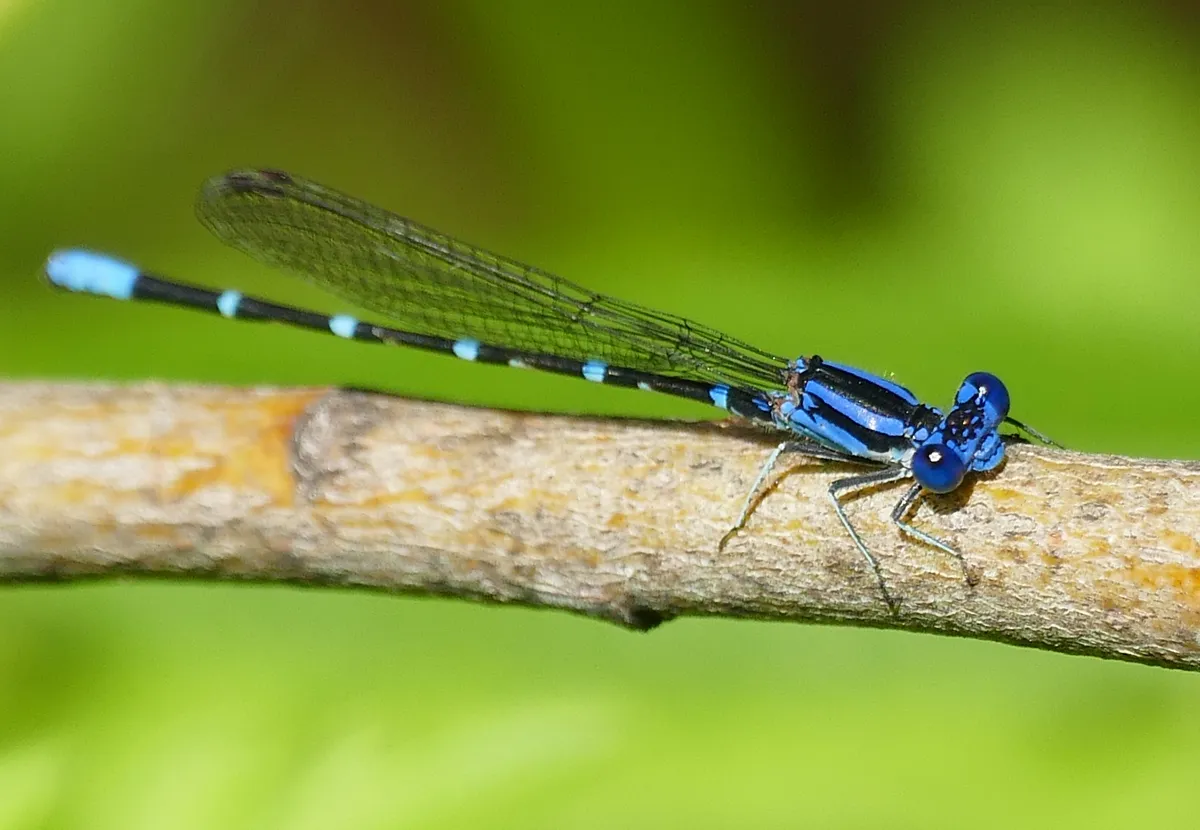 Blue-ringed Dancer