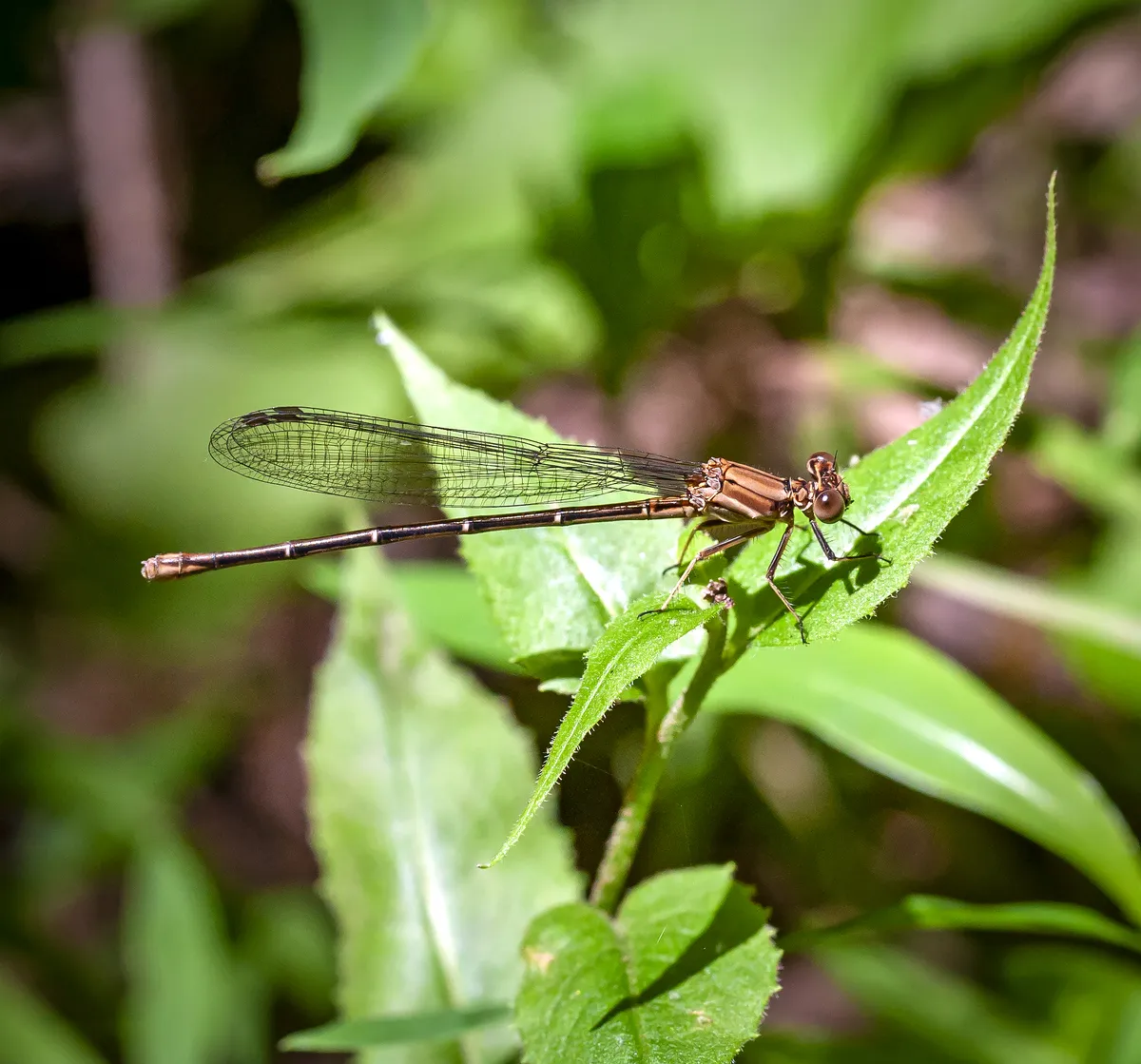 Blue-ringed Dancer