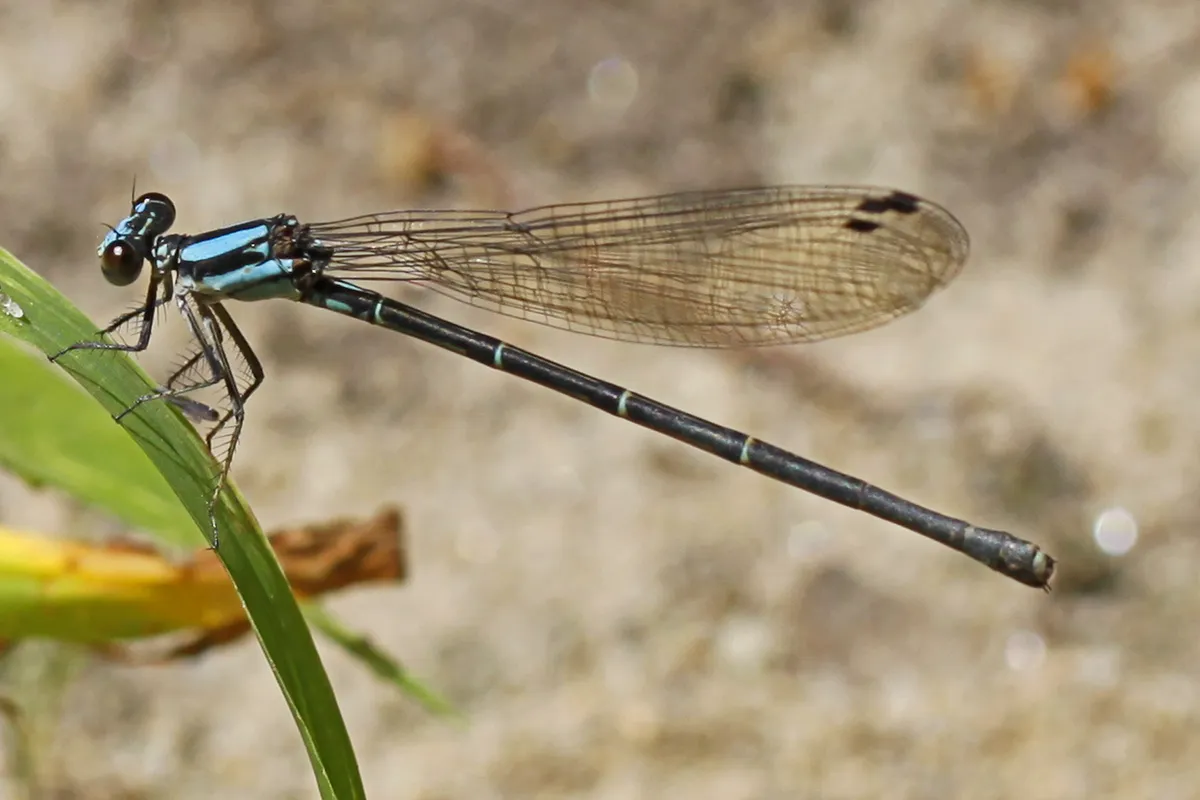 Blue-tipped Dancer
