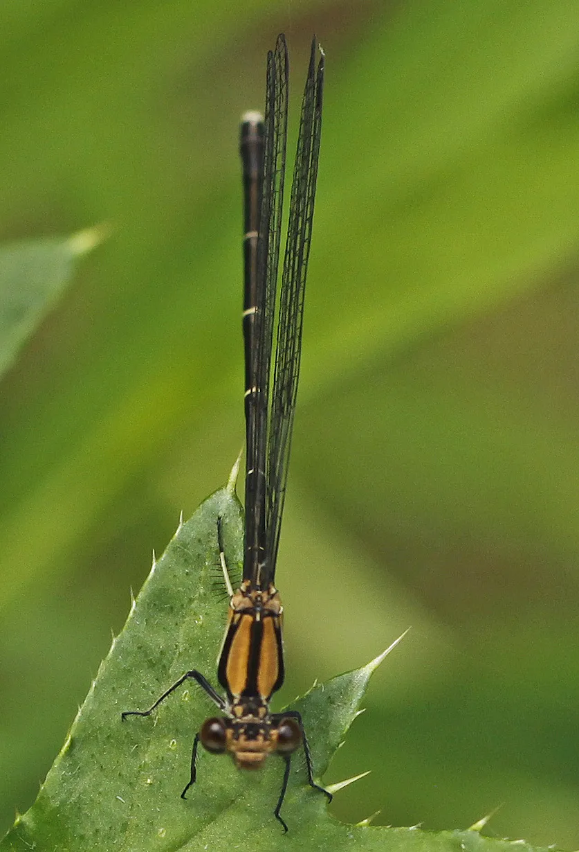 Blue-tipped Dancer