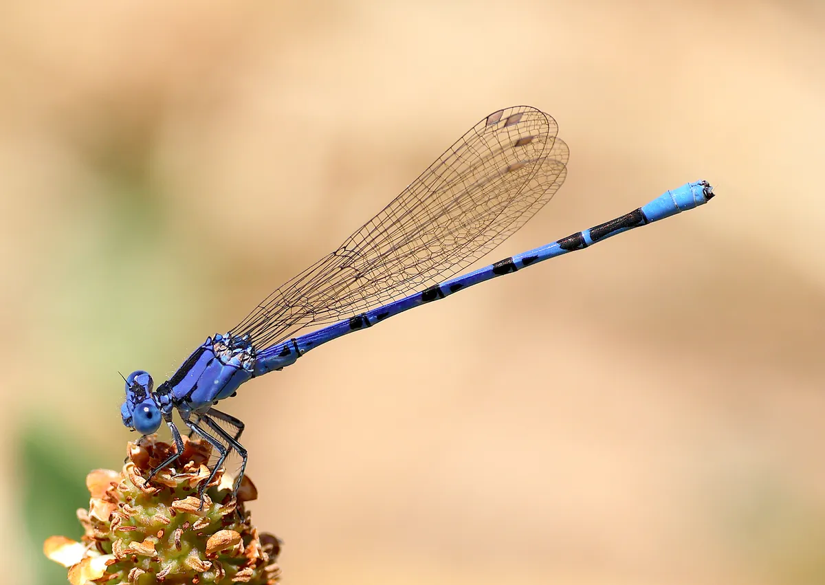 Argia vivida