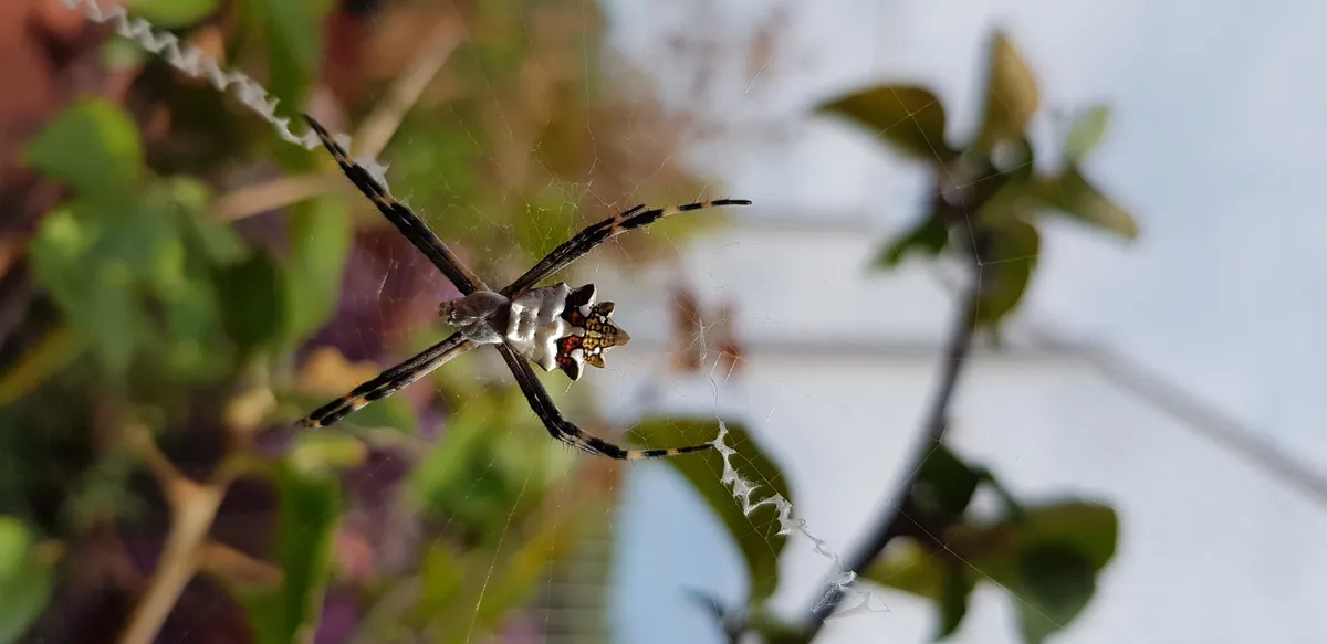 Araña de Jardín Plateada