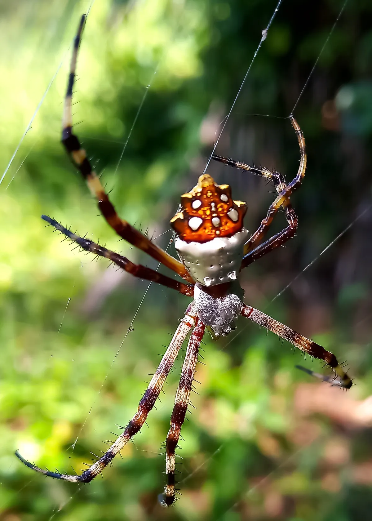 Araña de Jardín Plateada