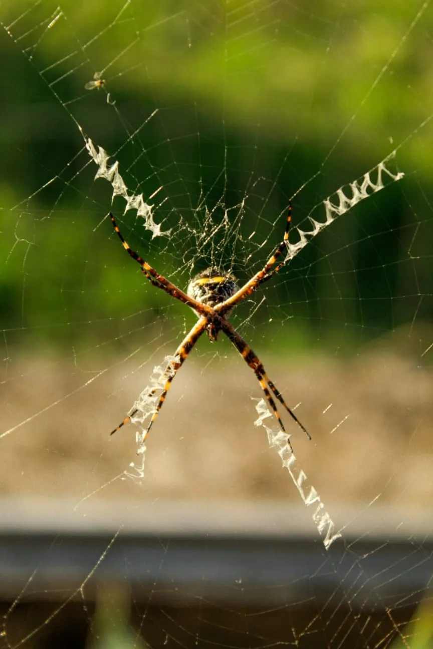 Araña de Jardín Plateada