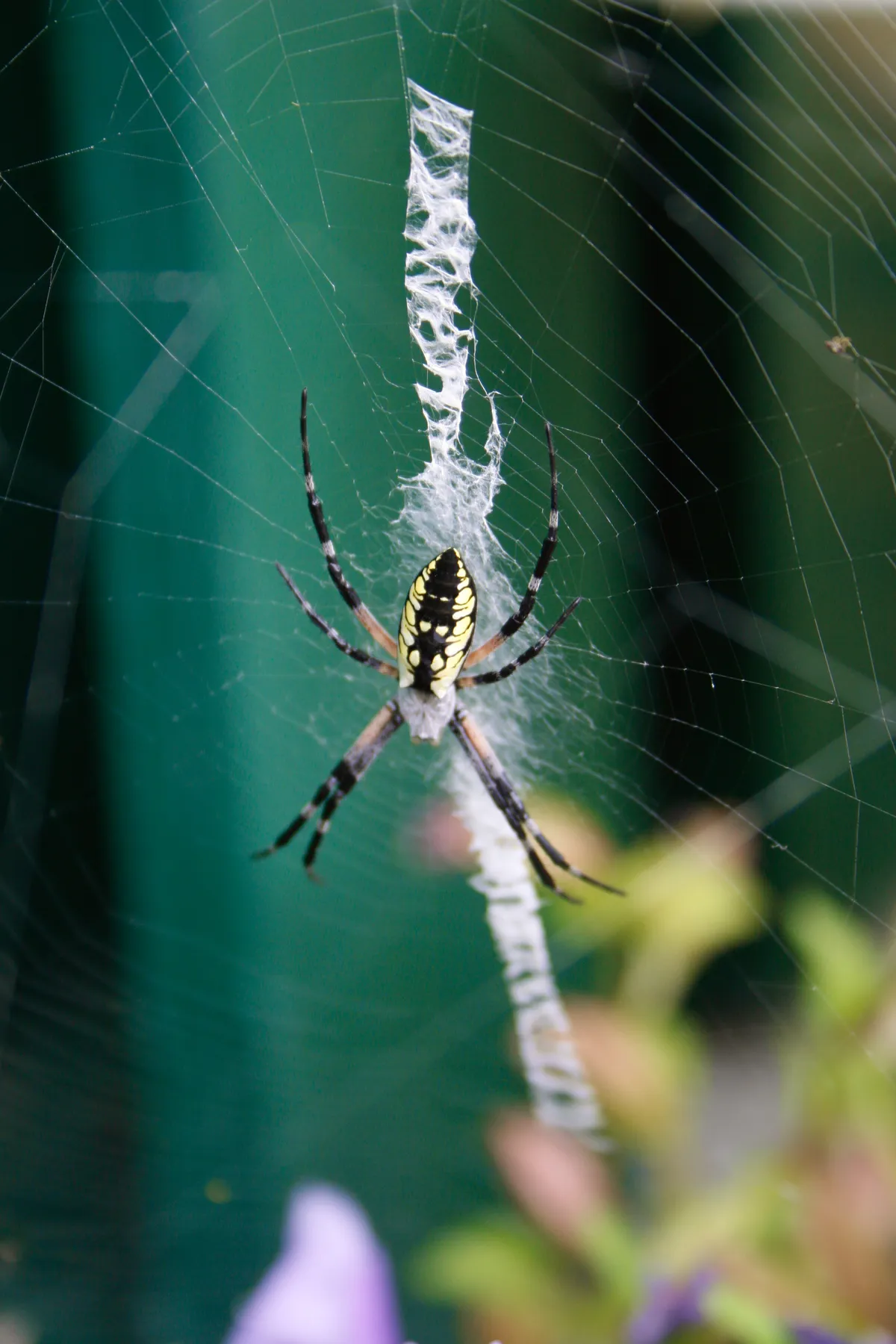 Argiope aurantia