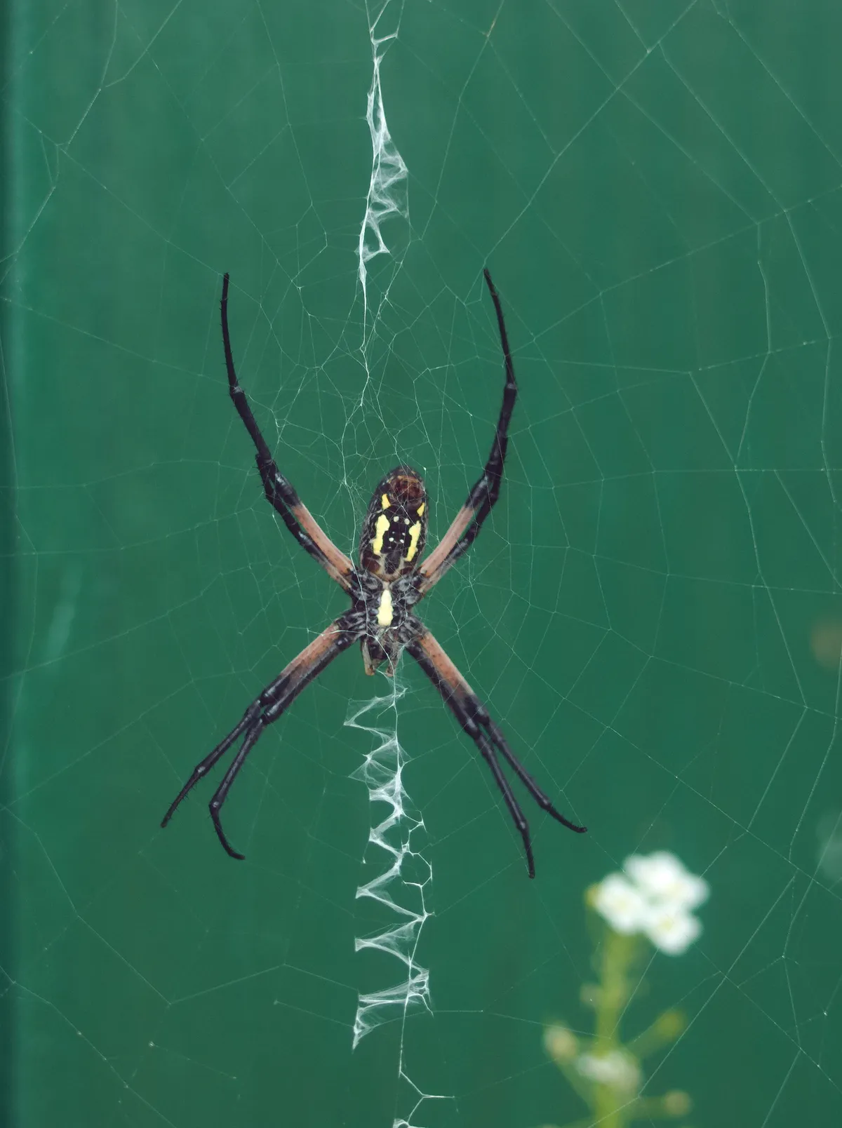 Araña de Jardín Negra y Amarilla