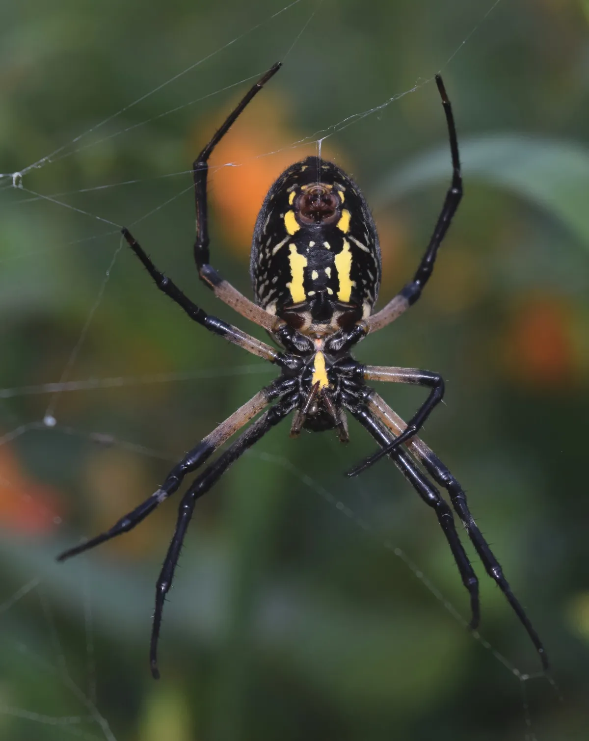 Araña de Jardín Negra y Amarilla
