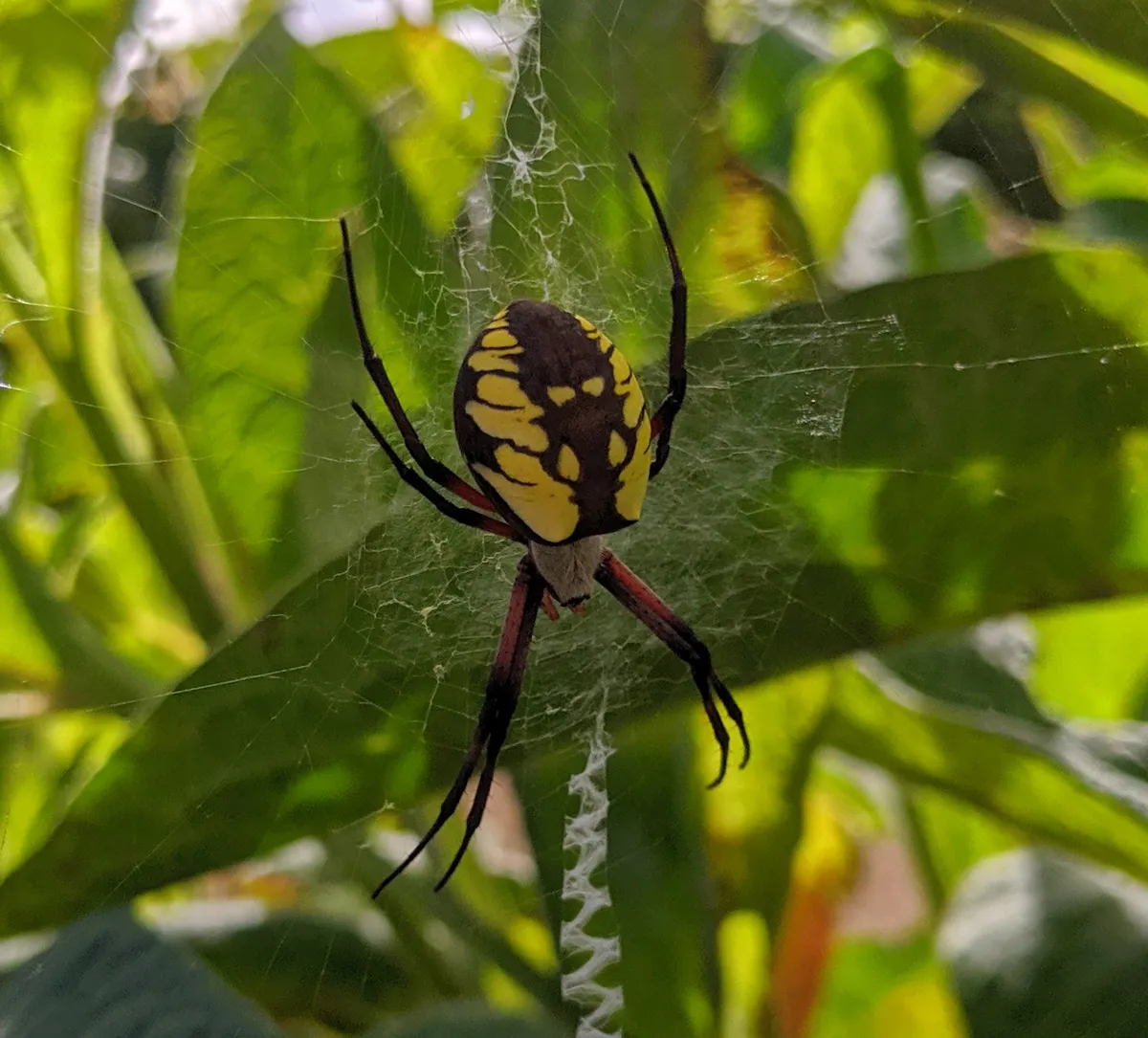 Araña de Jardín Negra y Amarilla