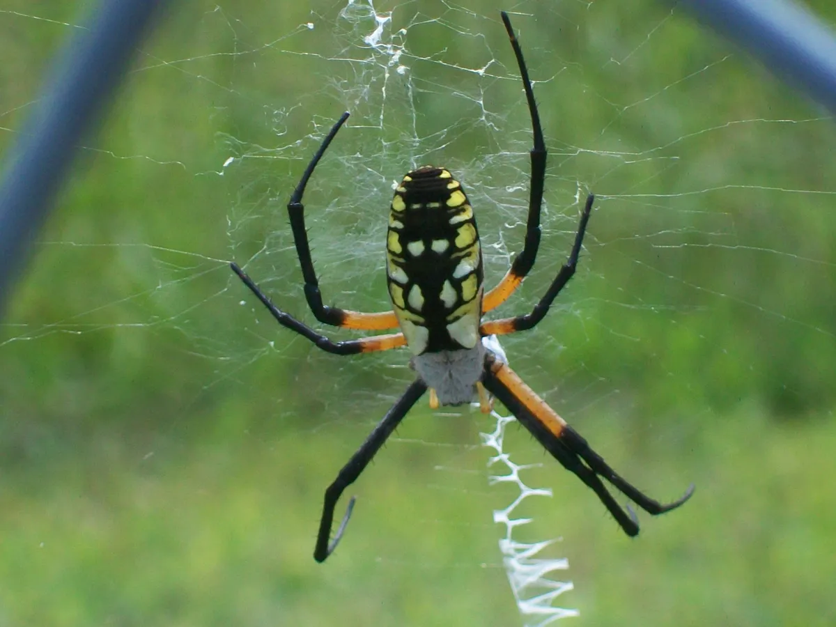 Araña de Jardín Negra y Amarilla