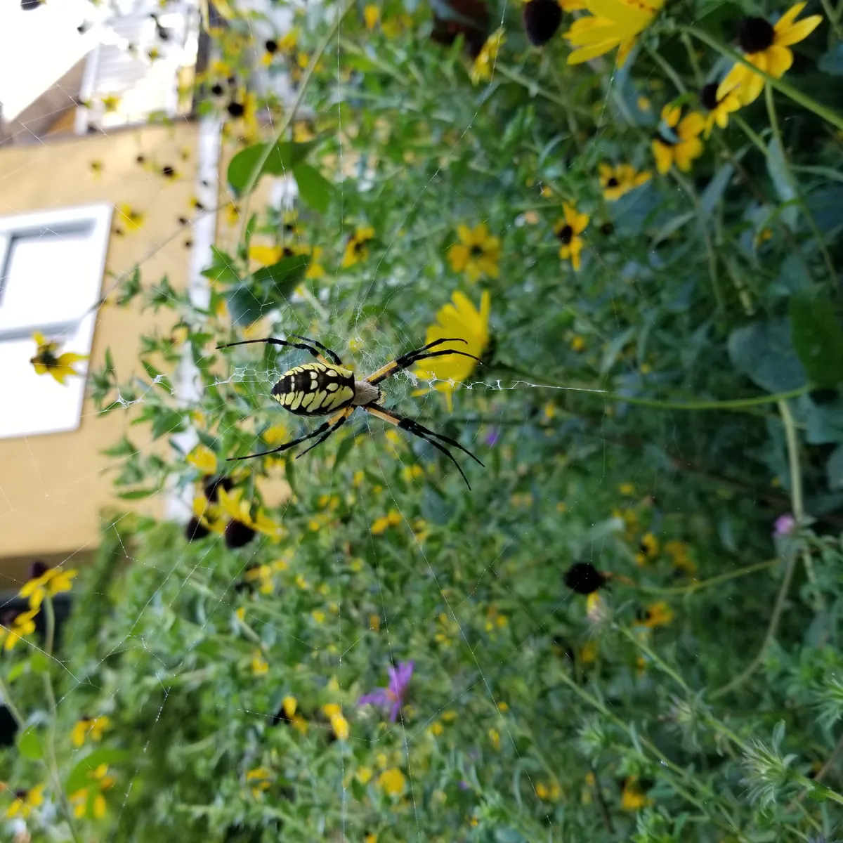 Araña de Jardín Negra y Amarilla