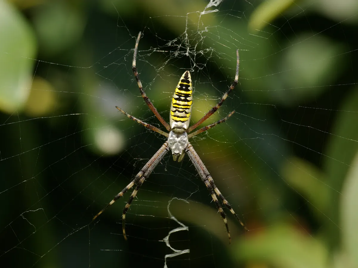 Araña Avispa