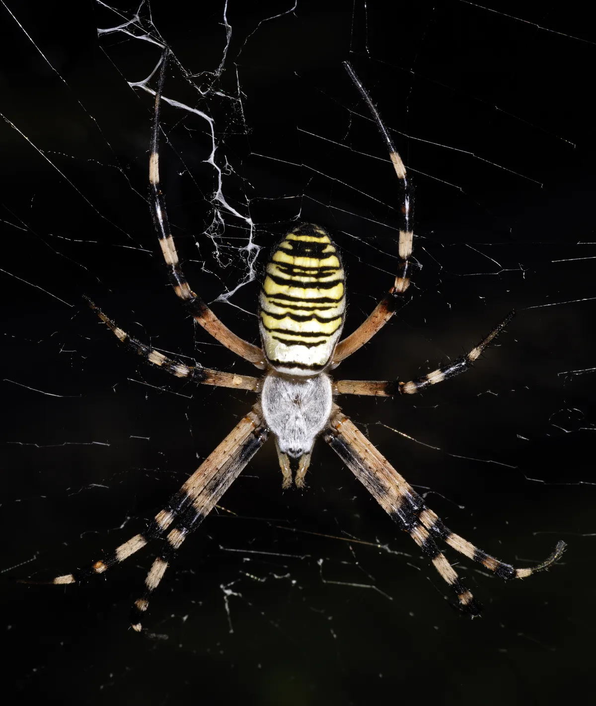Araña Avispa