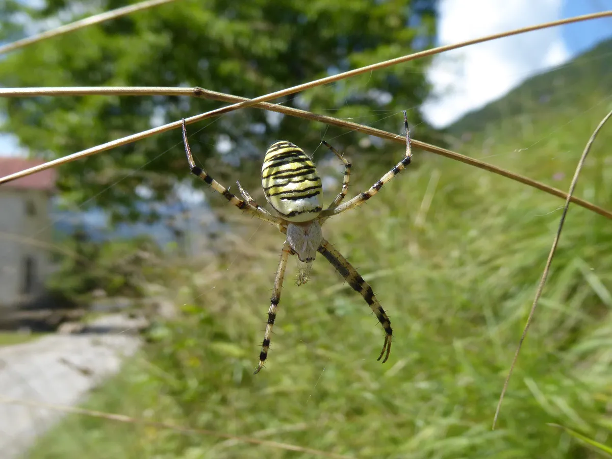 Araña Avispa