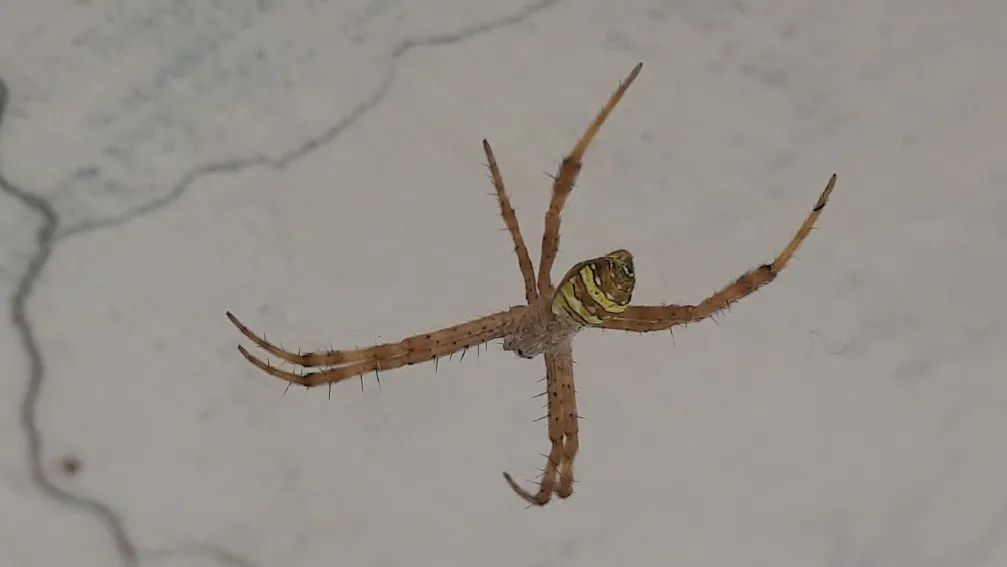 Argiope keyserlingi