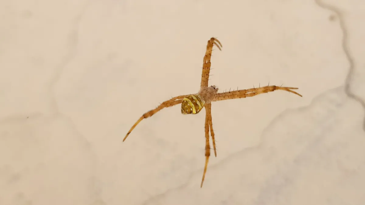 Keyserling's Garden Spider