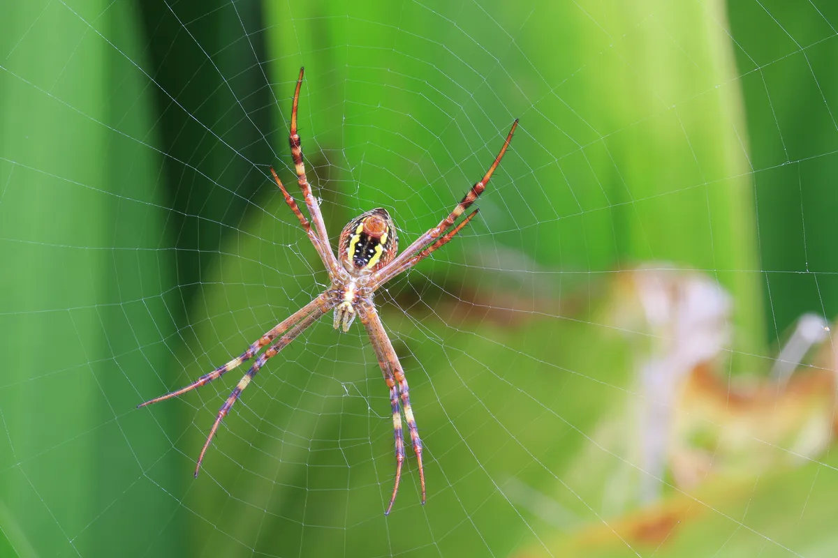 Keyserling's Garden Spider