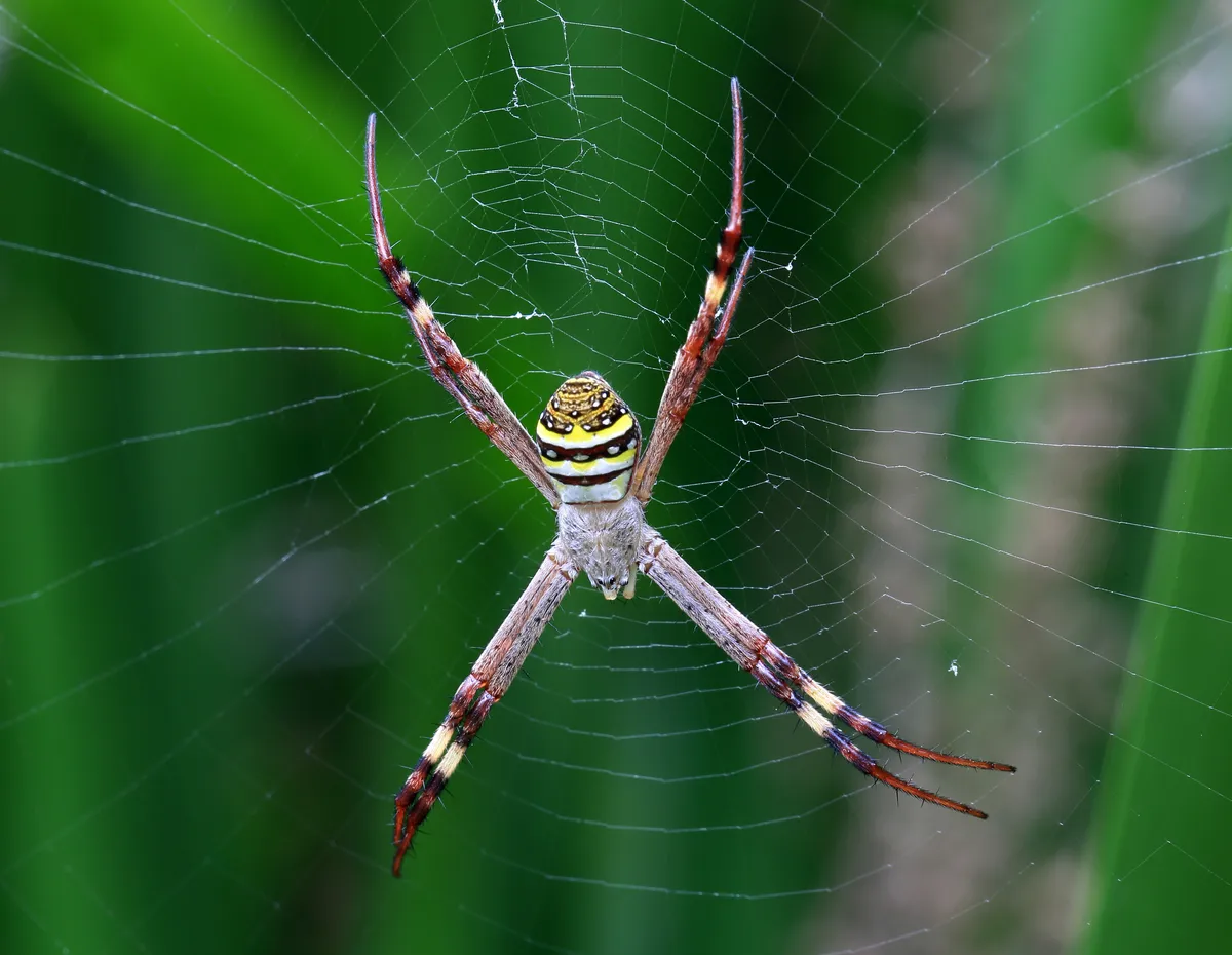 Keyserling's Garden Spider