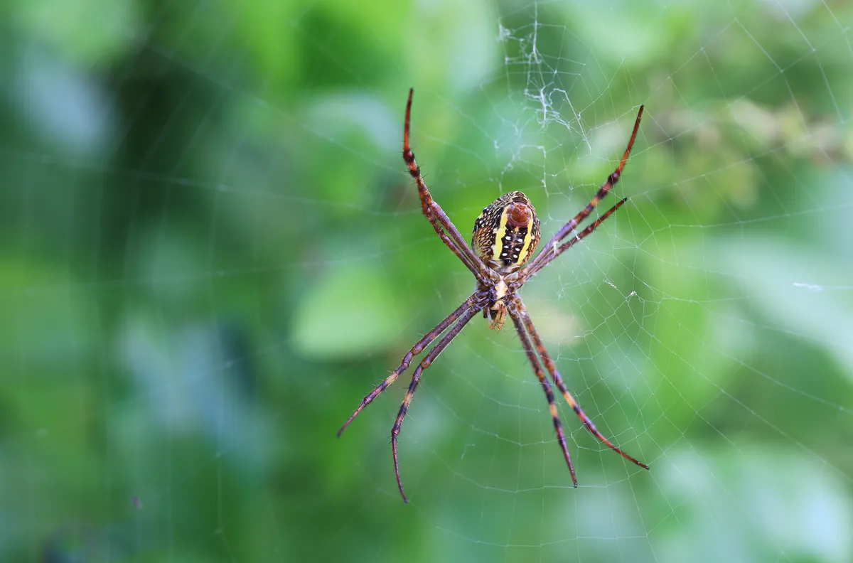 Keyserling's Garden Spider