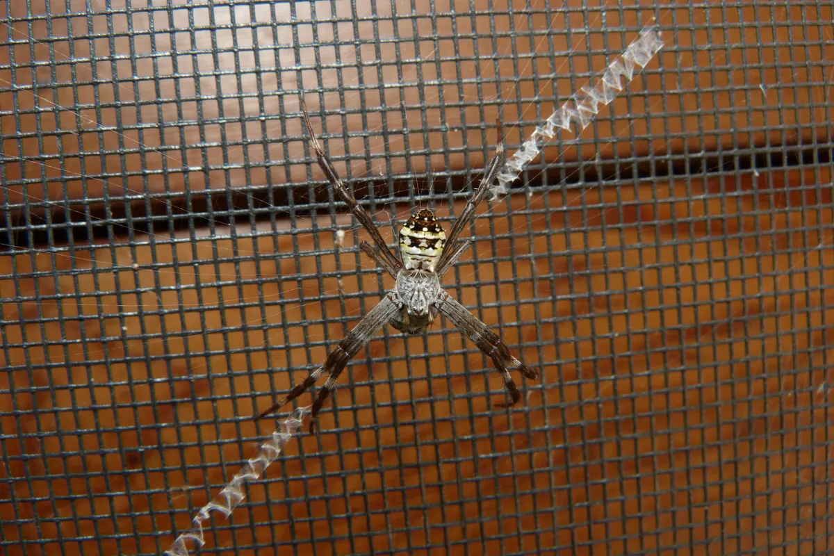 Keyserling's Garden Spider