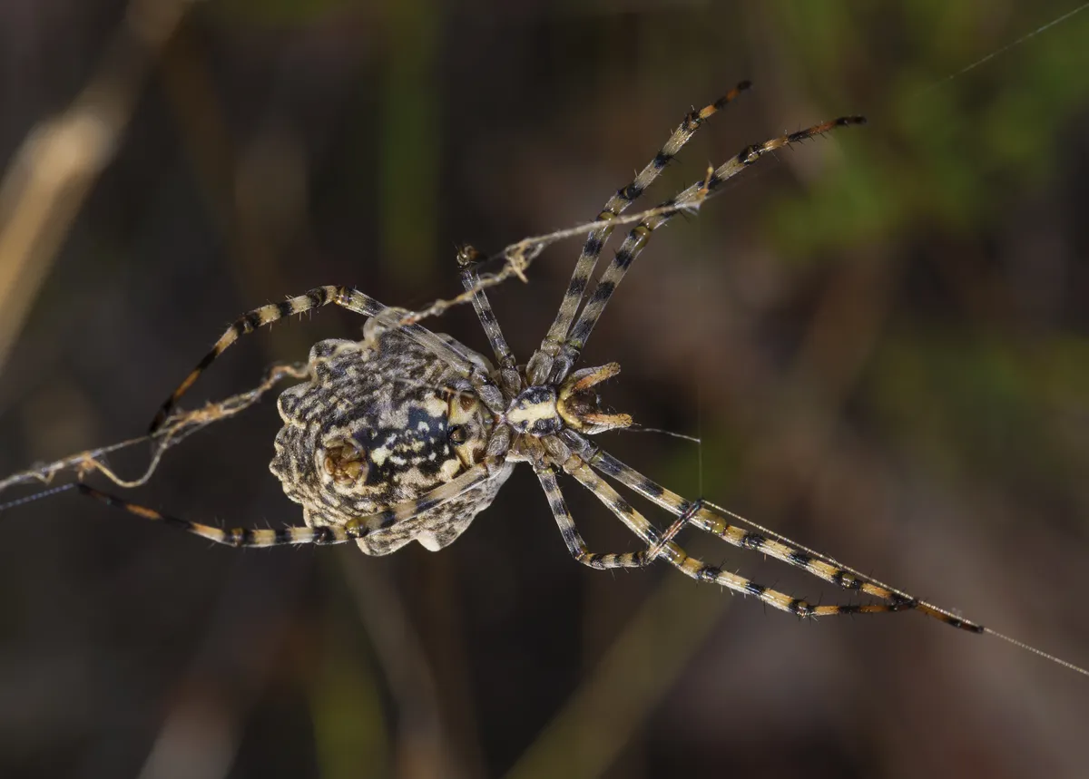 Argiope lobata