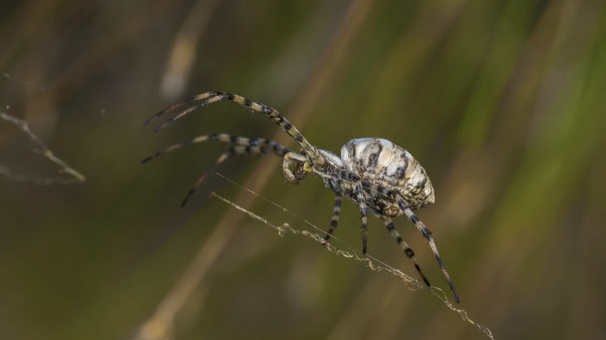 Lobate Orb-Weaver Spider