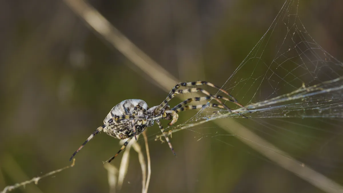 Lobate Orb-Weaver Spider