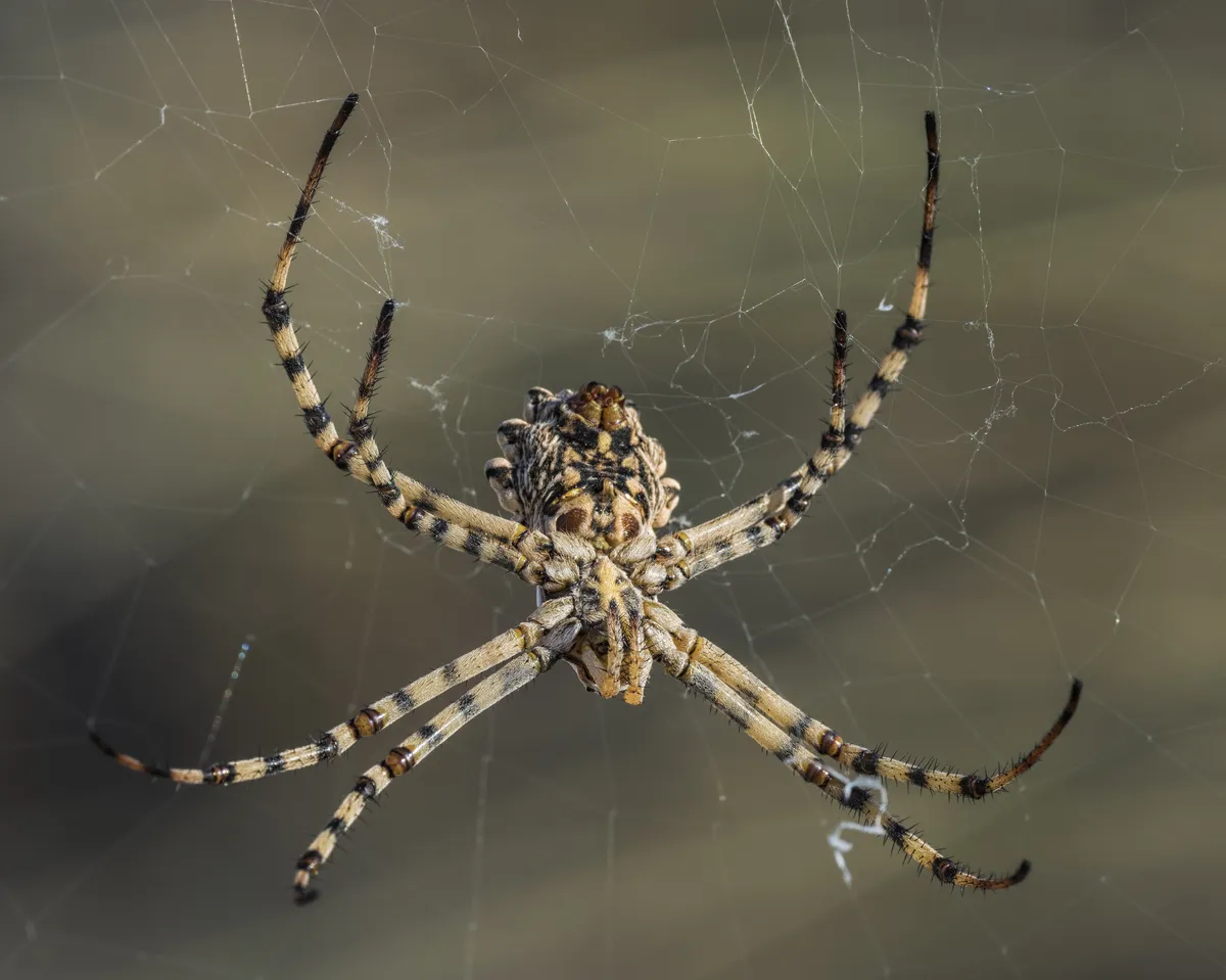 Lobate Orb-Weaver Spider