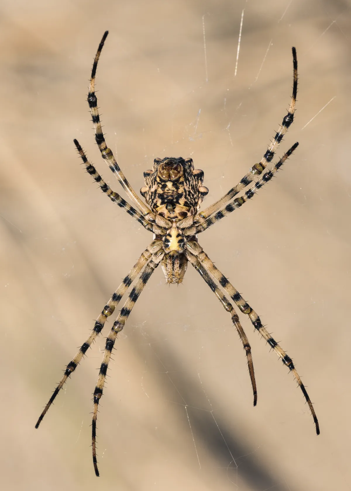 Lobate Orb-Weaver Spider