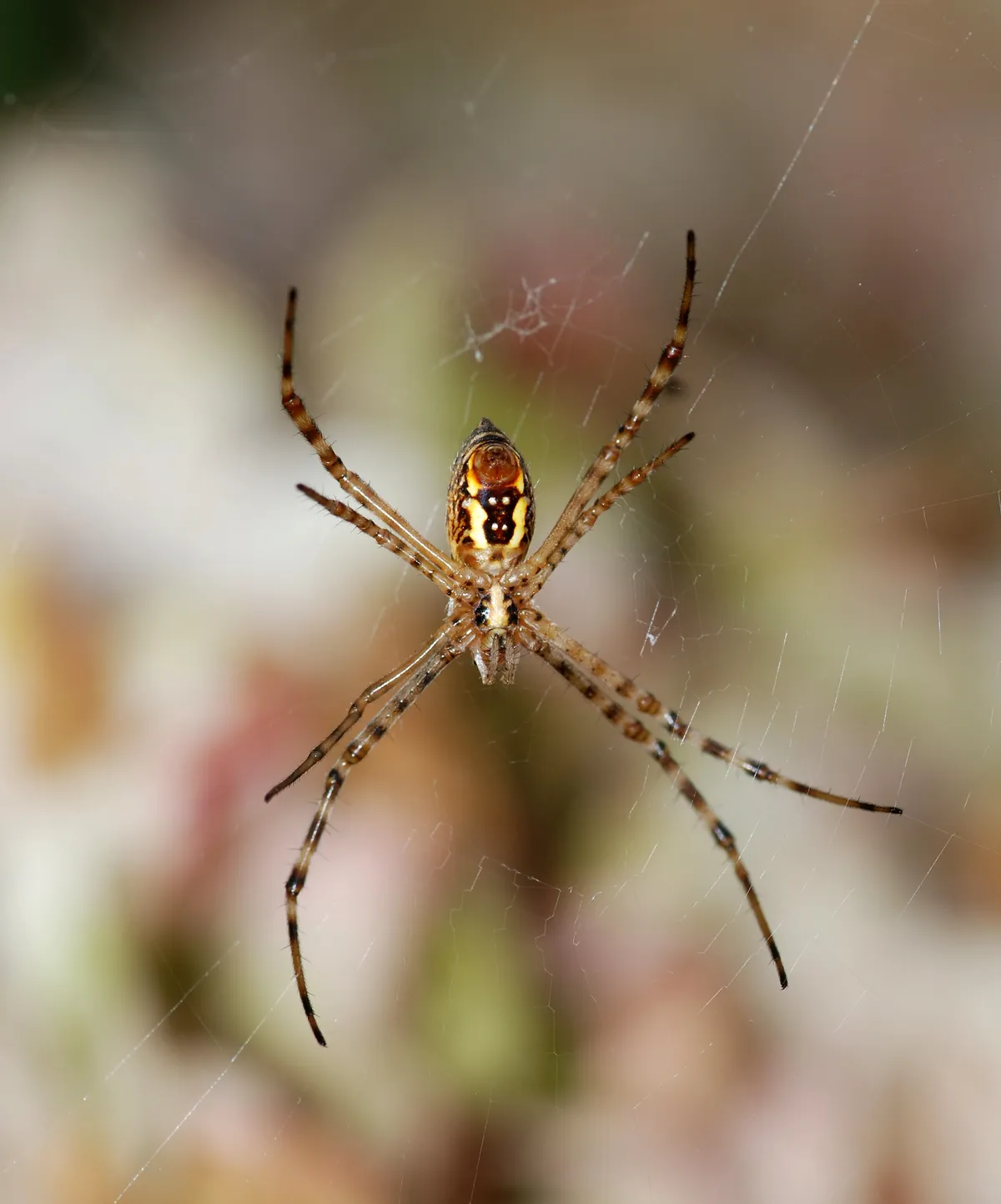 Argiope trifasciata