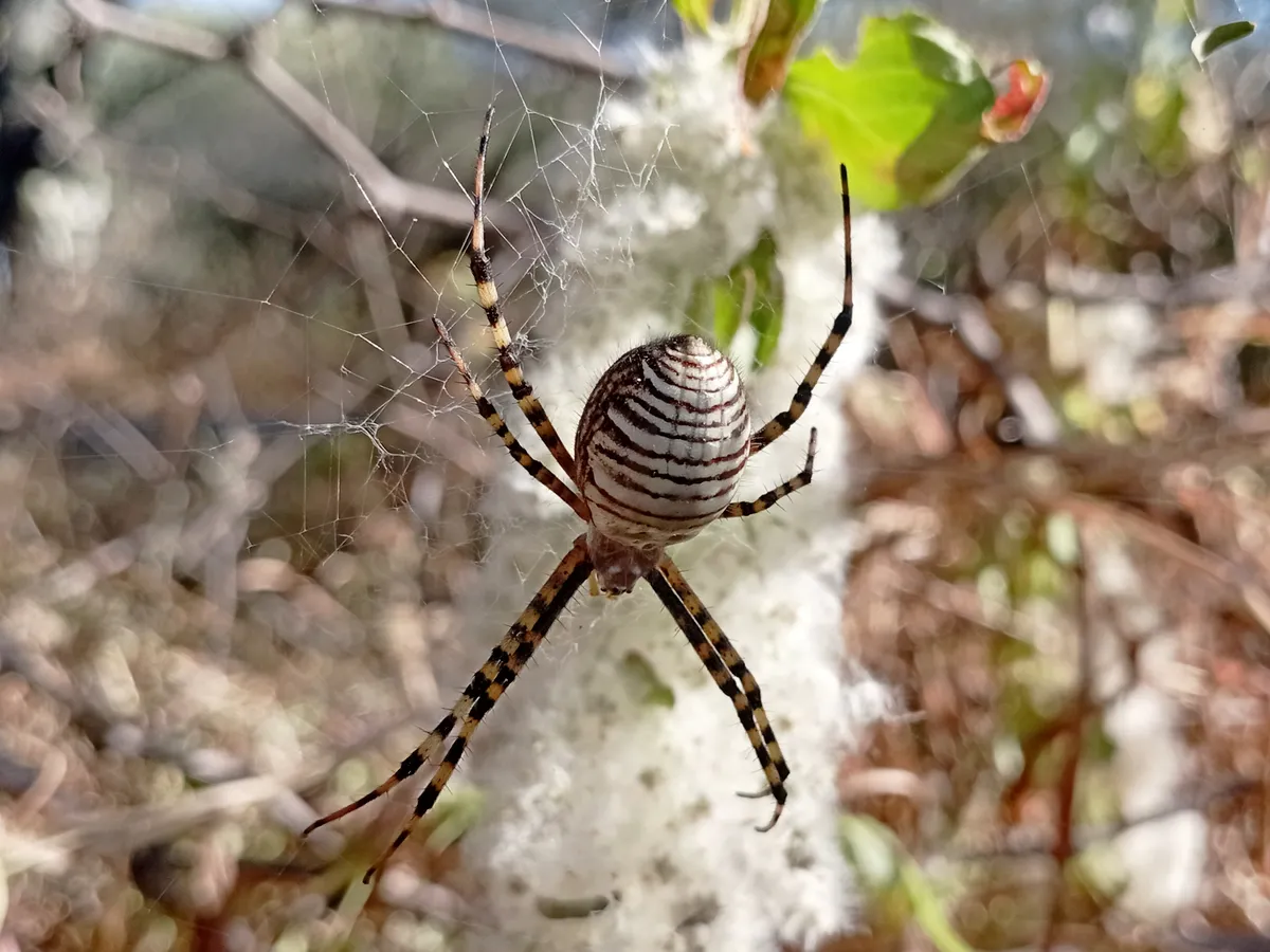 Banded Garden Spider