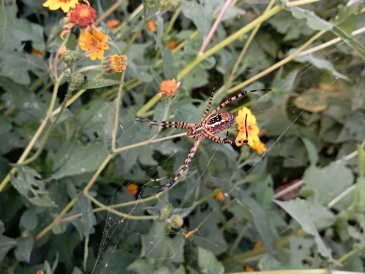 Banded Garden Spider