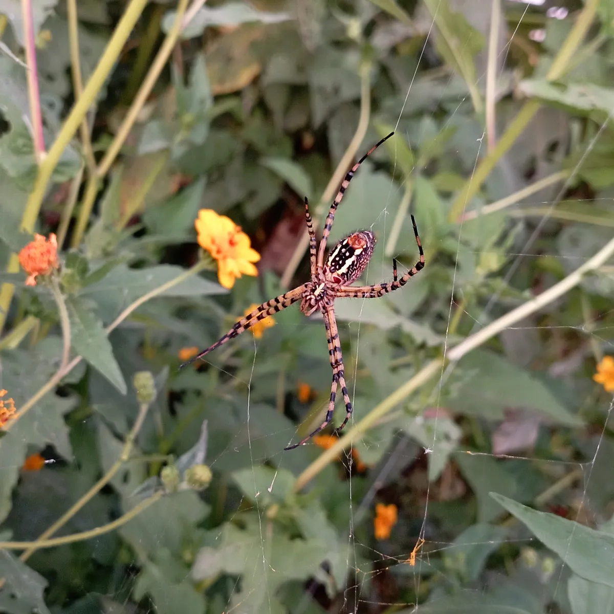 Banded Garden Spider