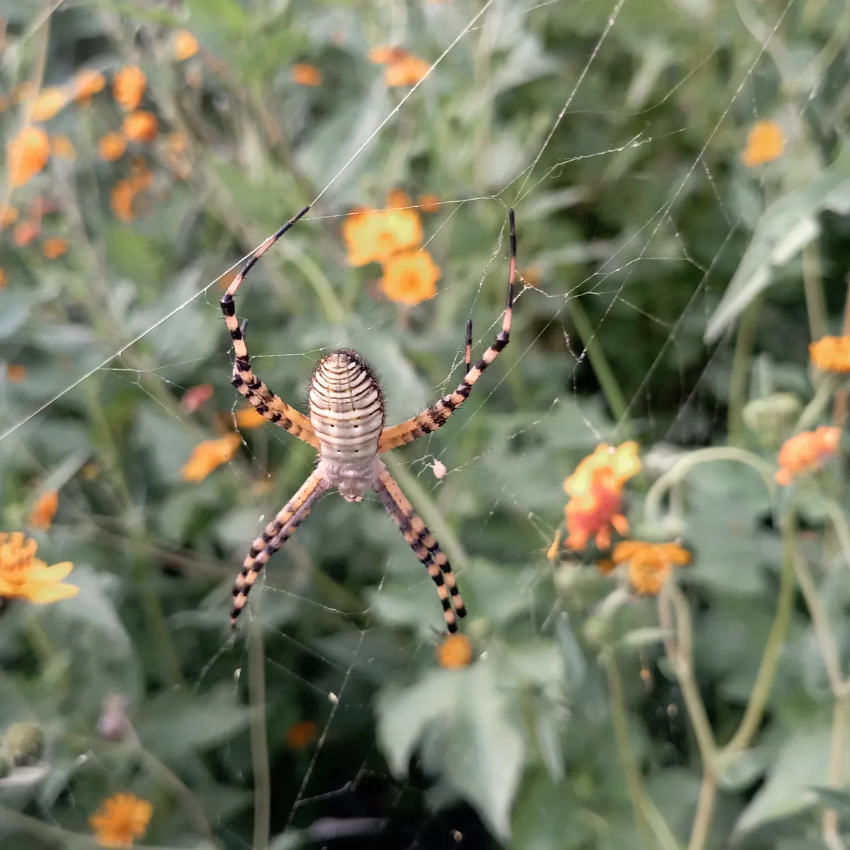 Banded Garden Spider