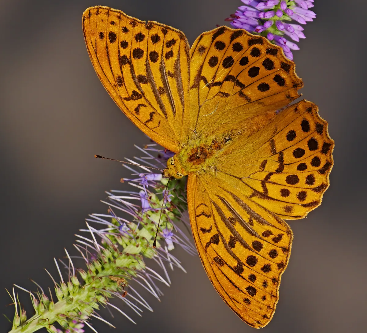 Argynnis paphia