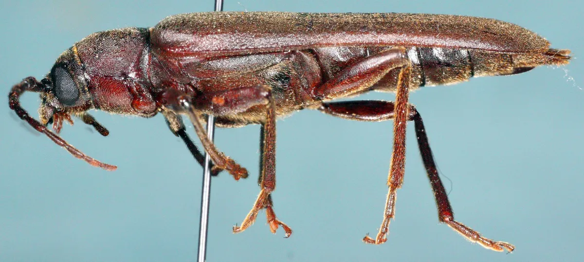 Rust Pine Borer
