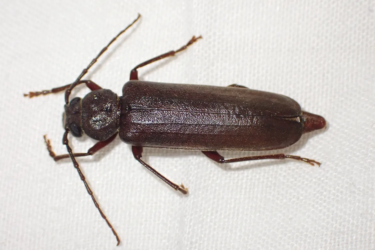 Rust Pine Borer