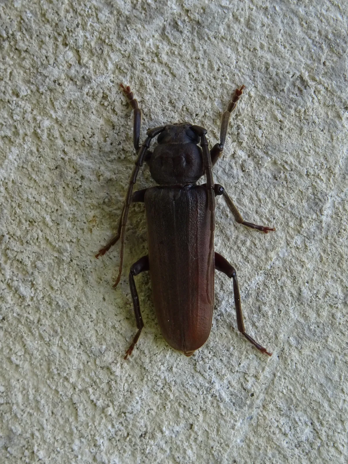Rust Pine Borer