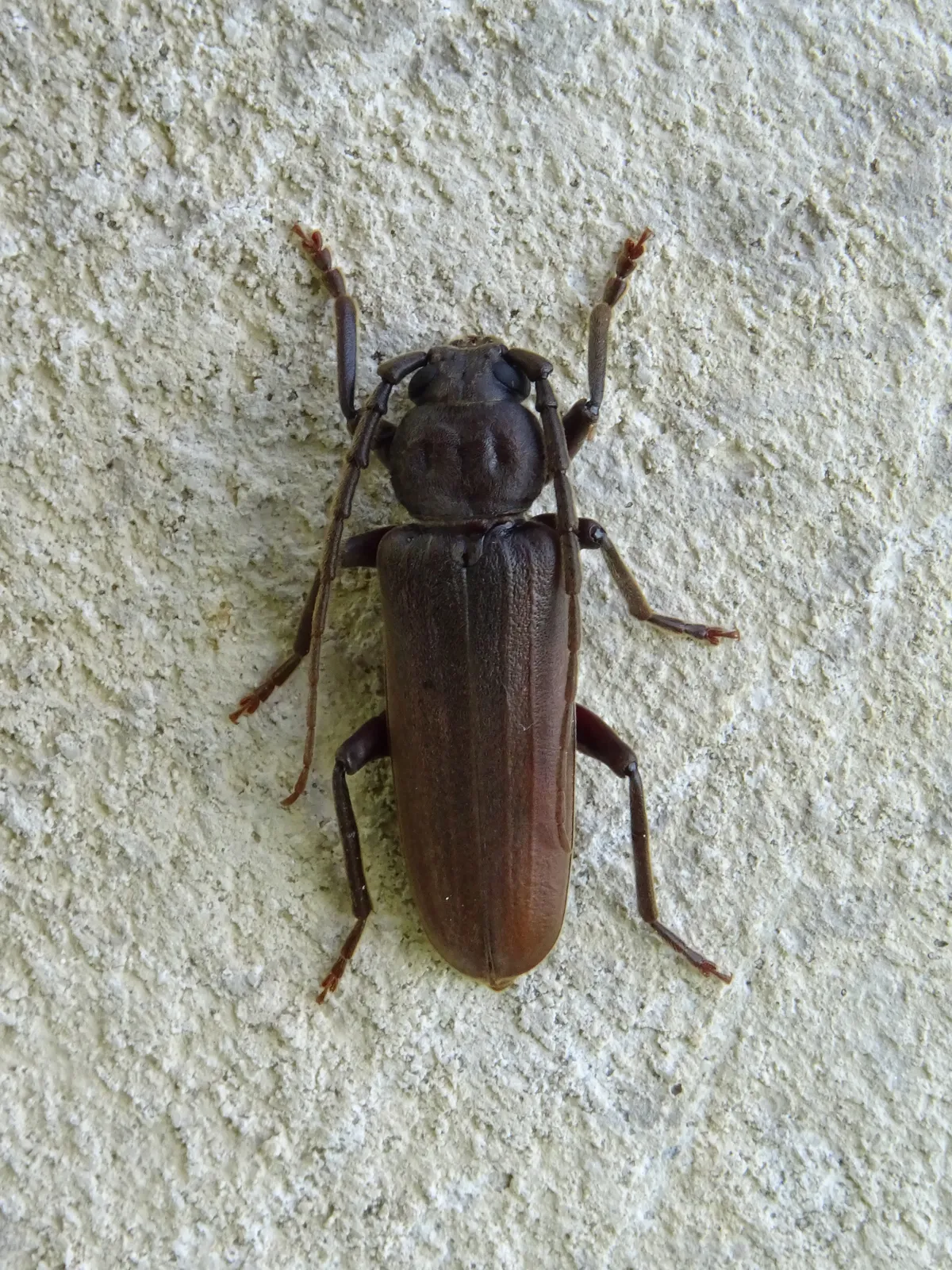 Rust Pine Borer
