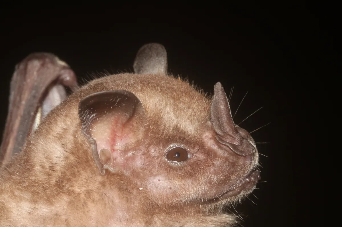 Murciélago Jamaicano de Fruta