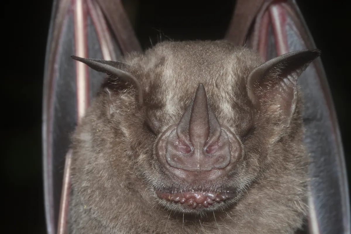 Murciélago Jamaicano de Fruta