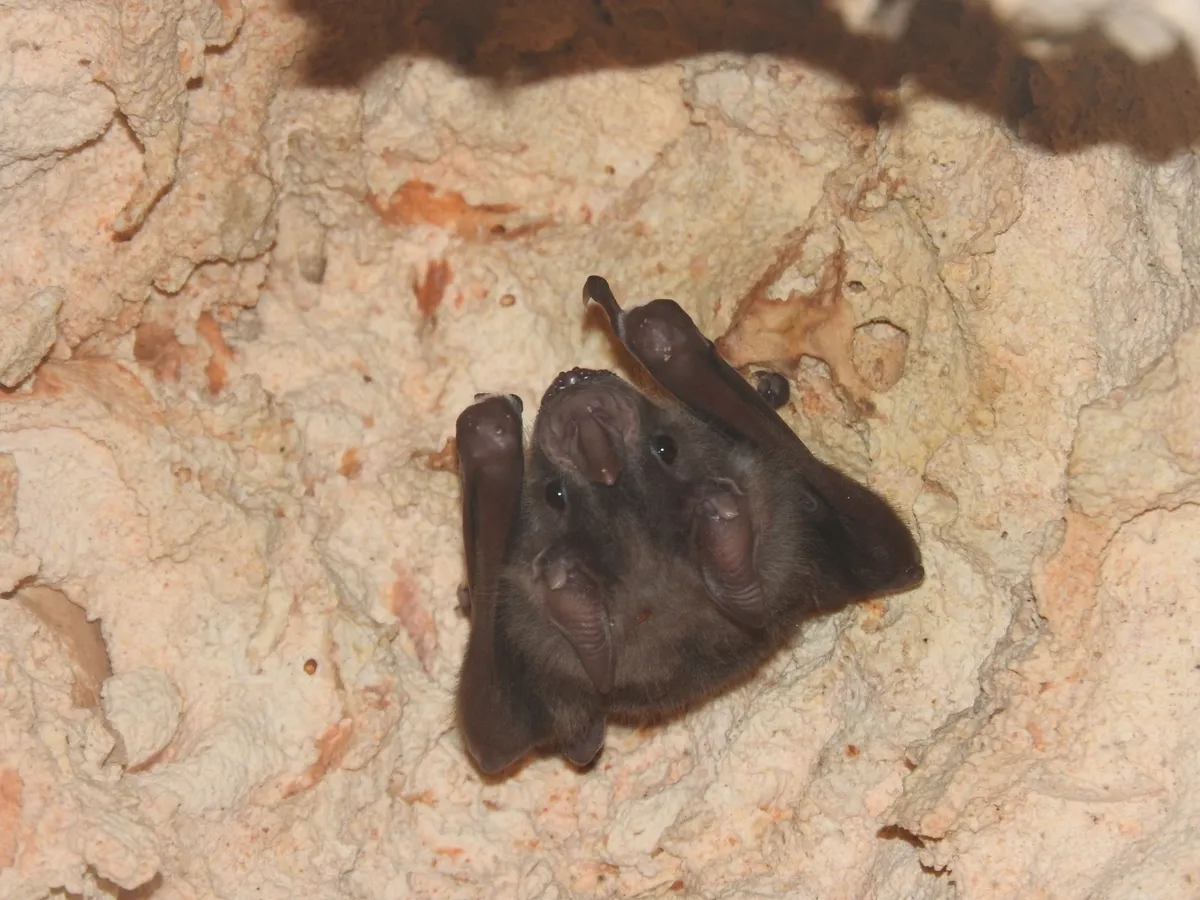 Murciélago Jamaicano de Fruta