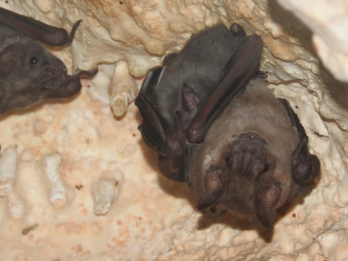 Murciélago Jamaicano de Fruta