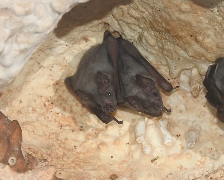 Murciélago Jamaicano de Fruta