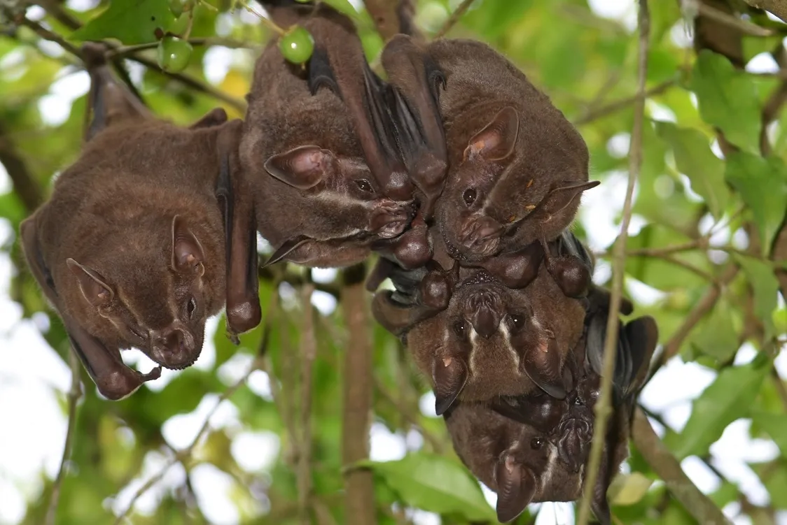 Murciélago Frugívoro Grande