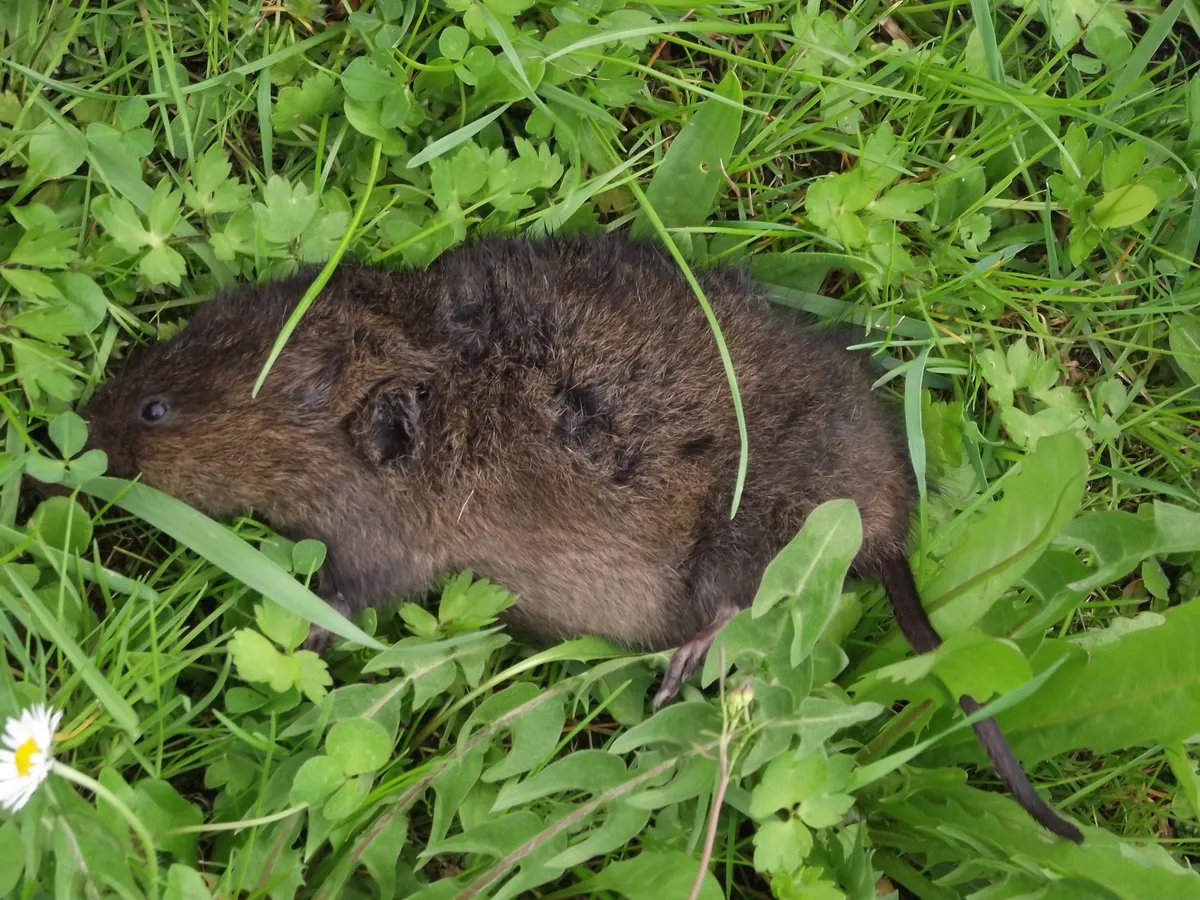 European water vole