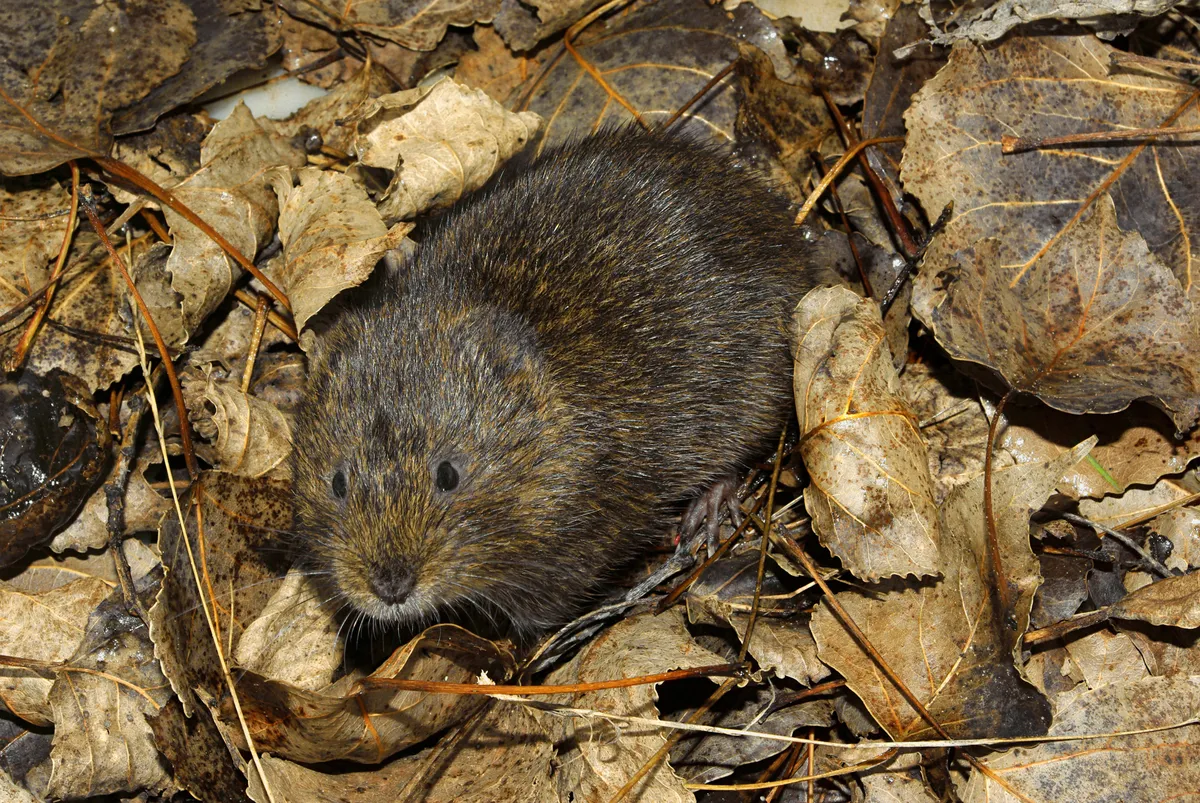 Southwestern water vole, Southern water vole