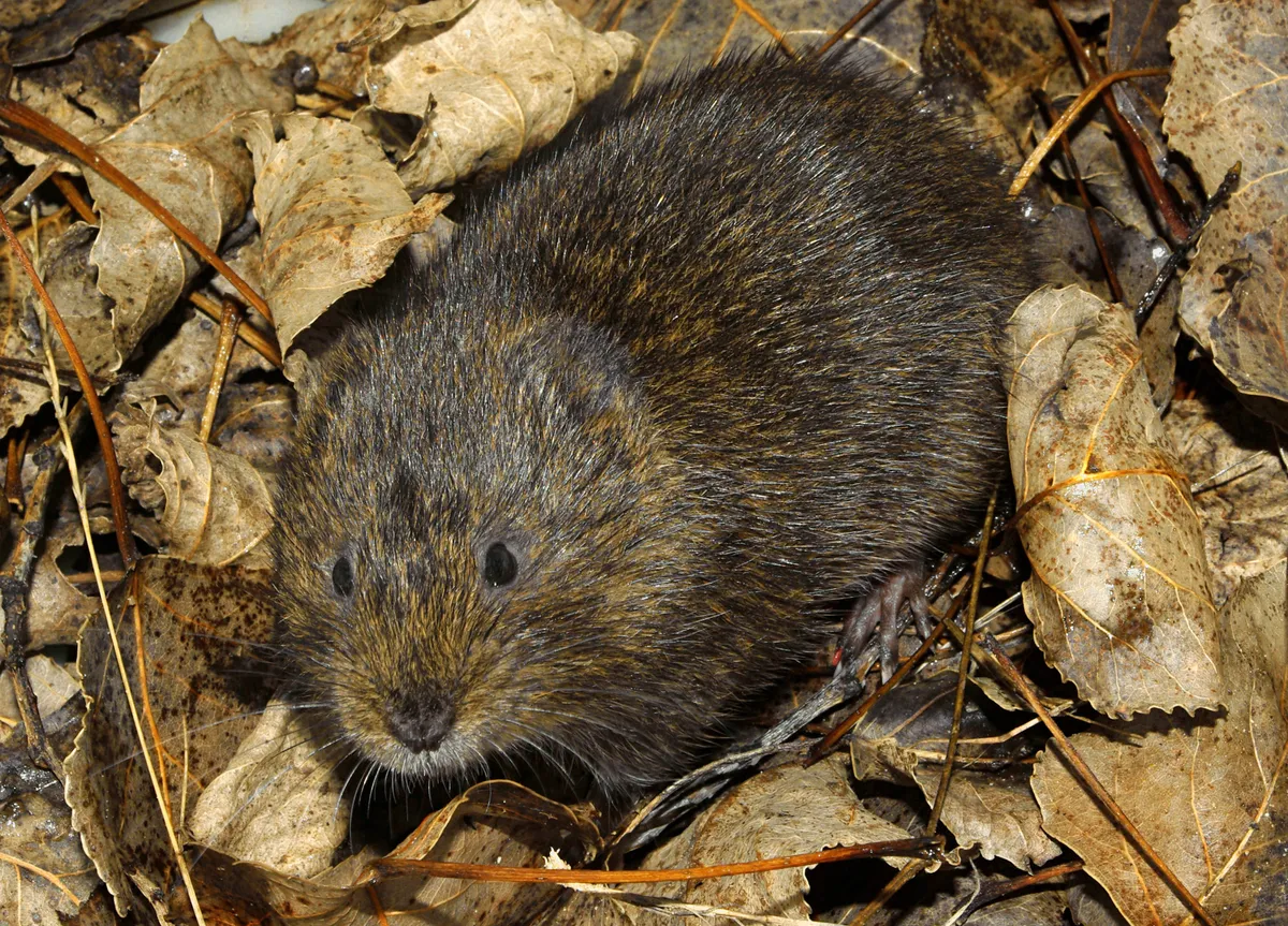 Southwestern water vole, Southern water vole
