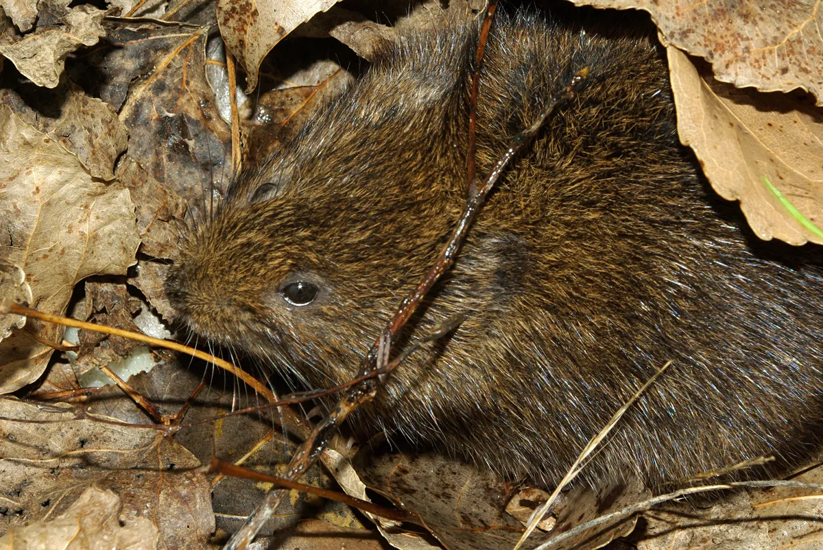 Southwestern water vole, Southern water vole
